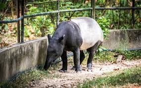 Zoo Negara & Panda Conservation Centre Tickets