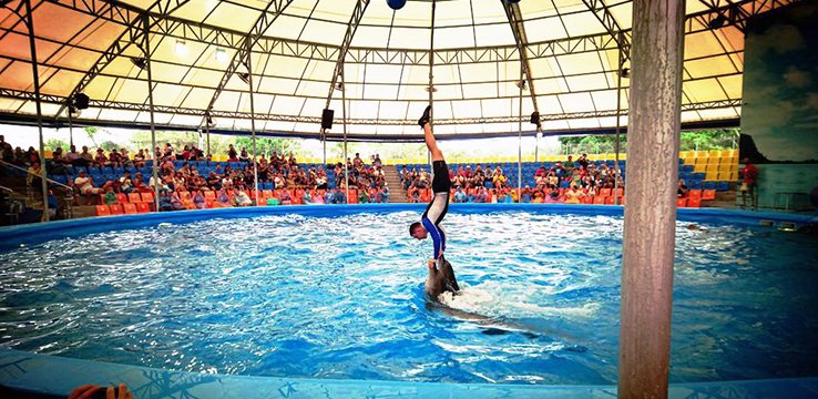 Phuket Dolphin Show