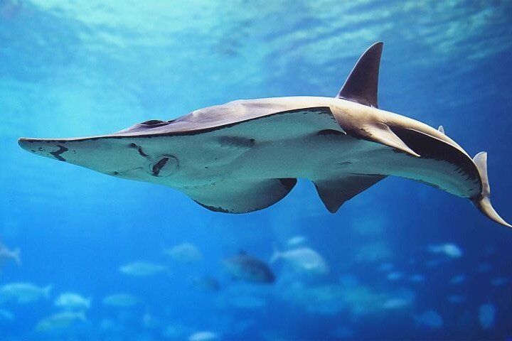 Dubai Aquarium & Underwater Zoo + Aquaventure Waterpark Tickets