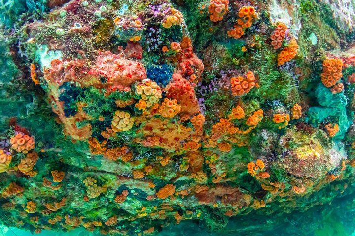 Nemo Island Experience with Drone Photos and Lunch, Pattaya