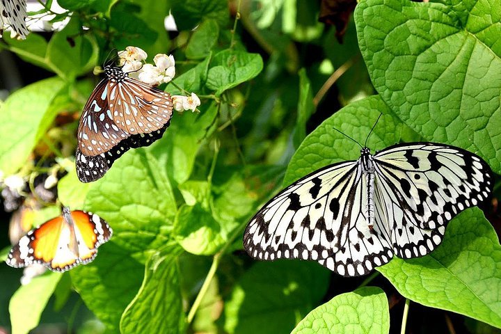 Entopia by Penang Butterfly Farm Tickets