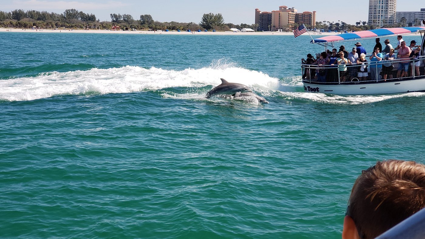 The Dolphin Encounter Tour and Clearwater Beach Tour