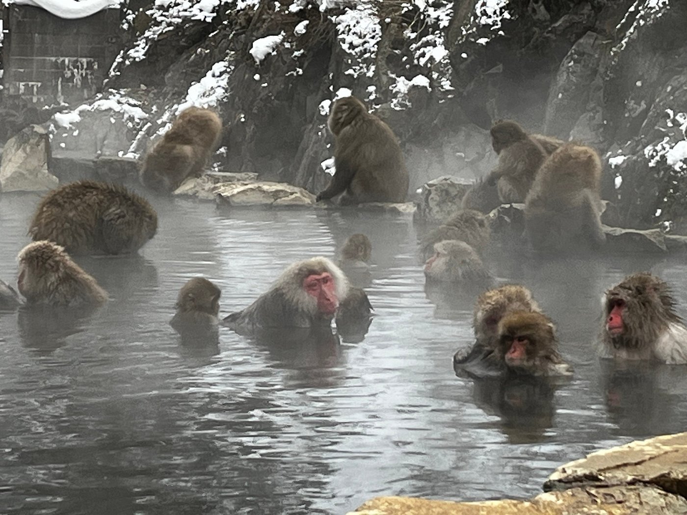 Discover Nagano: Zenko-ji, Sake Brewery & Snow Monkey Park Guided Tour